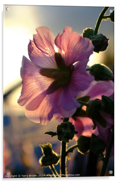 Pink Flower Silhoutte in the Sun Acrylic by Terry Brooks