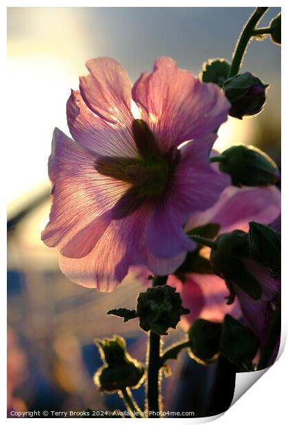 Pink Flower Silhoutte in the Sun Print by Terry Brooks