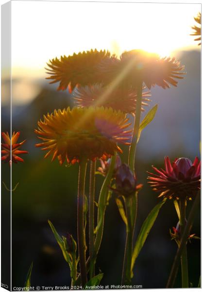 Flowers Silhouette in the Sun Canvas Print by Terry Brooks
