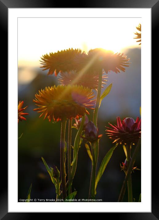 Flowers Silhouette in the Sun Framed Mounted Print by Terry Brooks
