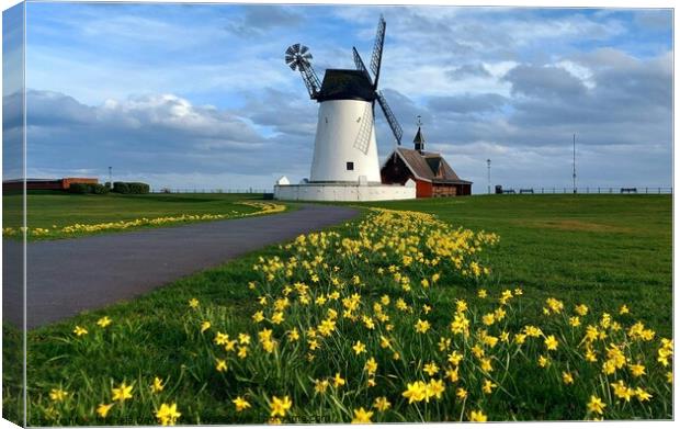 Daffodils, Lytham Windmill  Canvas Print by Michele Davis