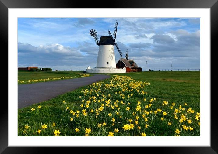 Daffodils, Lytham Windmill  Framed Mounted Print by Michele Davis