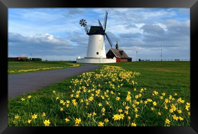 Daffodils, Lytham Windmill  Framed Print by Michele Davis