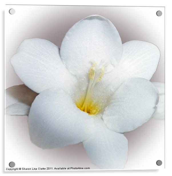 Freesia bloom Acrylic by Sharon Lisa Clarke