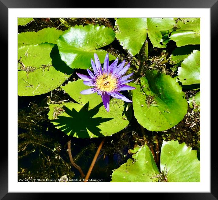 Lily And Her Shadow Framed Mounted Print by Sheila Ramsey