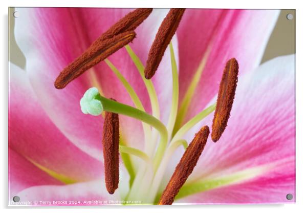 Pink and White Lily Close Up Acrylic by Terry Brooks