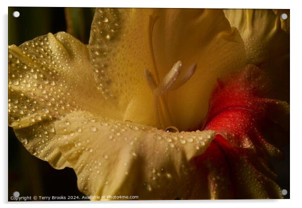 Yellow Gladioli Close Up Acrylic by Terry Brooks