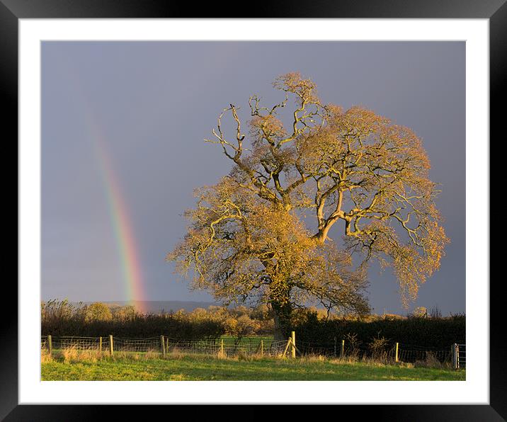 Rainbow and Oak tree in Willand Framed Mounted Print by Pete Hemington