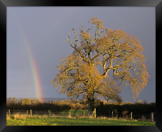 Rainbow and Oak tree in Willand Framed Print by Pete Hemington