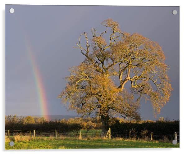 Rainbow and Oak tree in Willand Acrylic by Pete Hemington