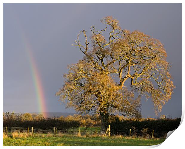 Rainbow and Oak tree in Willand Print by Pete Hemington
