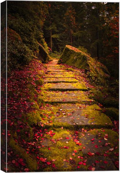 Cragside Steps Autumn 2 Canvas Print by Bear Newbury
