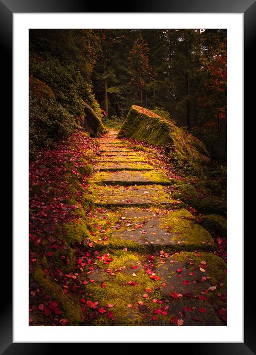 Cragside Steps Autumn 2 Framed Mounted Print by Bear Newbury