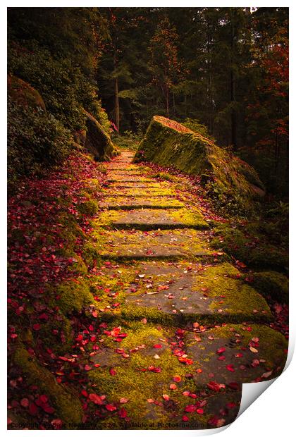 Cragside Steps Autumn 2 Print by Bear Newbury