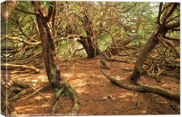 Kingley Vale Ancient Yew Forest Canvas Print by Diana Mower
