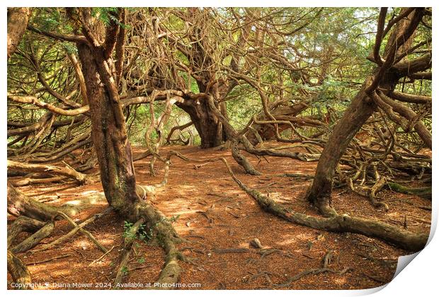 Kingley Vale Ancient Yew Forest Print by Diana Mower