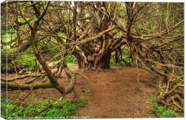 Kingley Vale Ancient Grandfather Yew   Canvas Print by Diana Mower