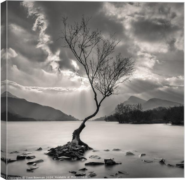 The Lonely Tree Canvas Print by Dave Bowman