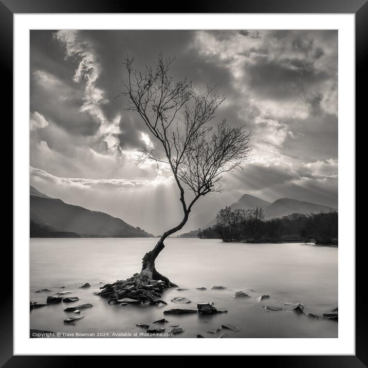 The Lonely Tree Framed Mounted Print by Dave Bowman