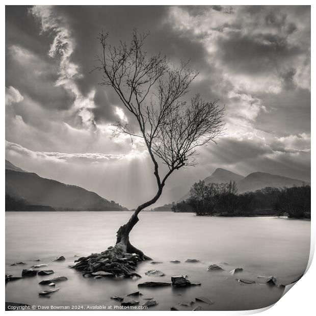 The Lonely Tree Print by Dave Bowman