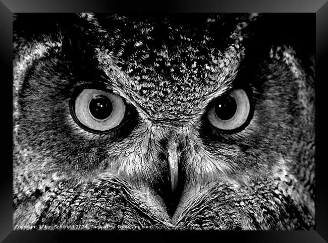 Owl eyes Framed Print by Les Schofield