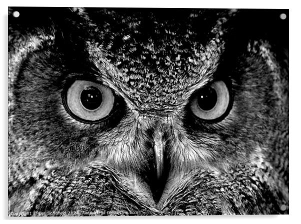 Owl eyes Acrylic by Les Schofield