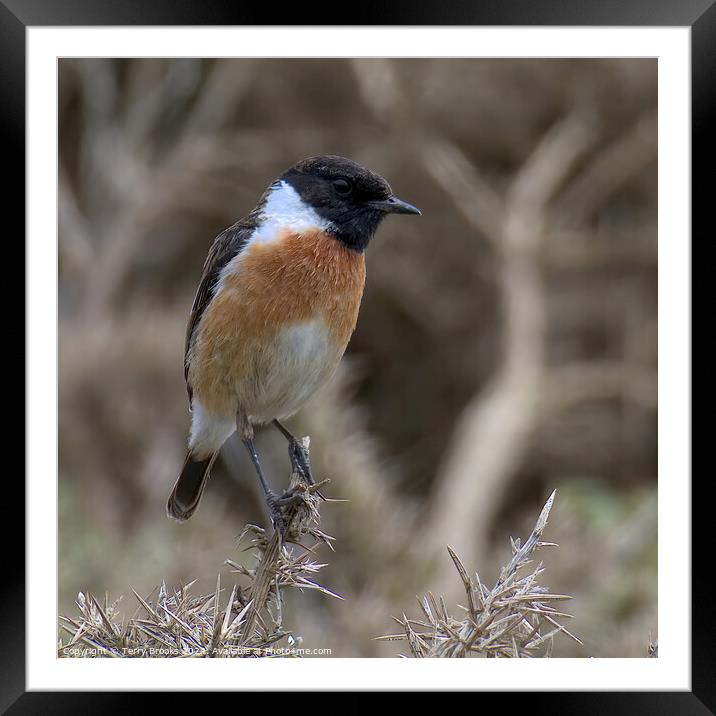 Stonechat Perched Framed Mounted Print by Terry Brooks