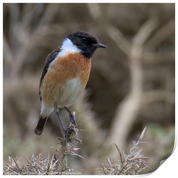 Stonechat Perched Print by Terry Brooks
