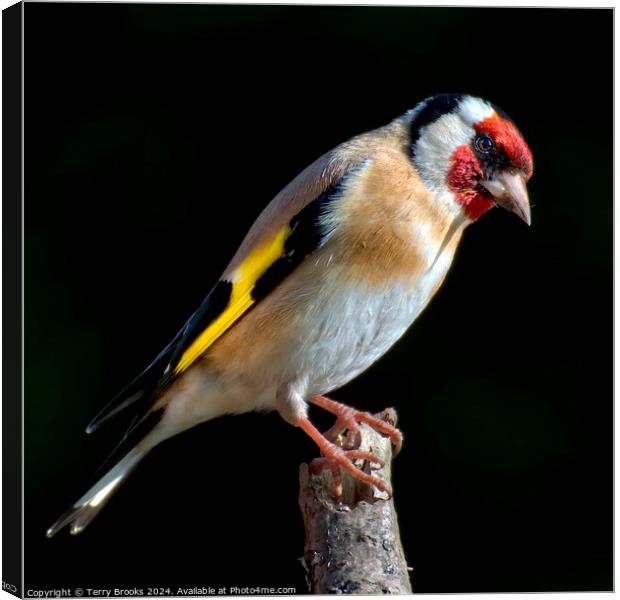 Goldfinch Perched on a Branch Canvas Print by Terry Brooks