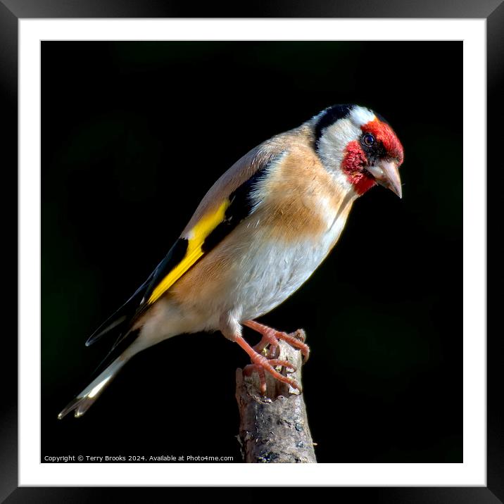 Goldfinch Perched on a Branch Framed Mounted Print by Terry Brooks