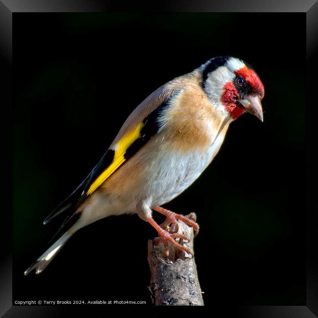 Goldfinch Perched on a Branch Framed Print by Terry Brooks