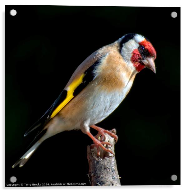 Goldfinch Perched on a Branch Acrylic by Terry Brooks