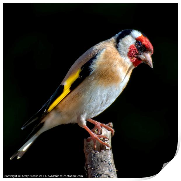 Goldfinch Perched on a Branch Print by Terry Brooks