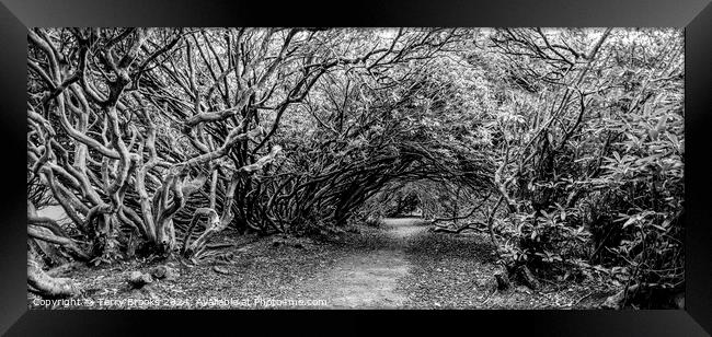Haunted Wood of Rhododendron Black and White Framed Print by Terry Brooks