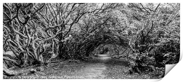 Haunted Wood of Rhododendron Black and White Print by Terry Brooks