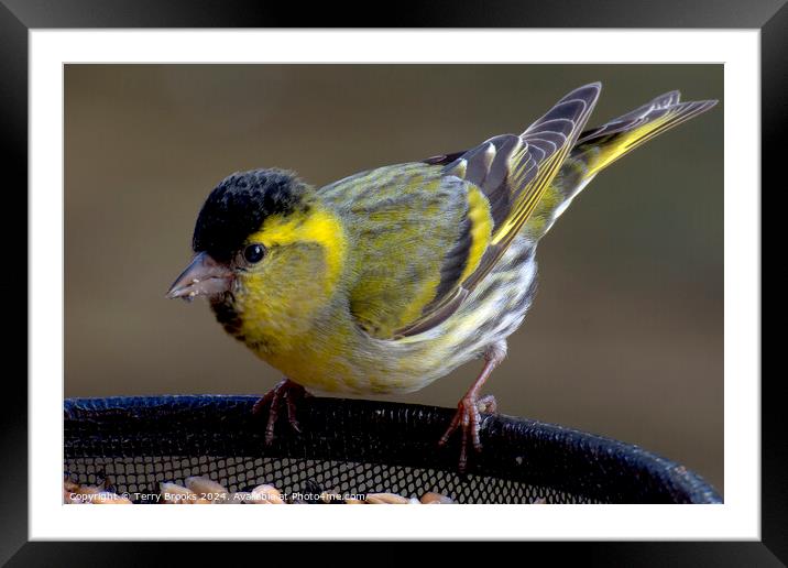 Beautiful, Pretty Siskin Framed Mounted Print by Terry Brooks