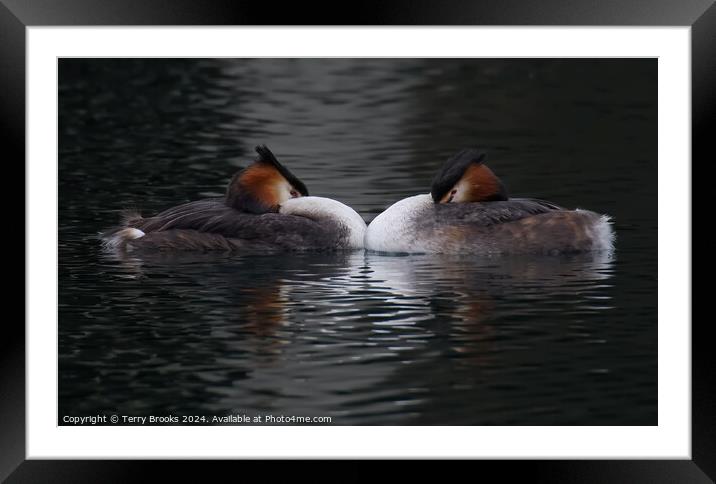 Great Crested Grebe Pair Framed Mounted Print by Terry Brooks