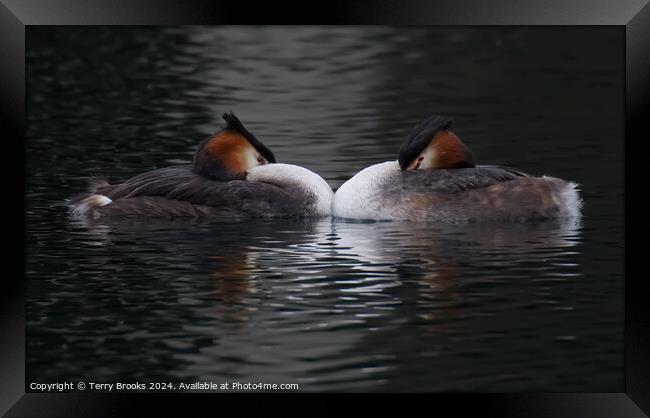Great Crested Grebe Pair Framed Print by Terry Brooks
