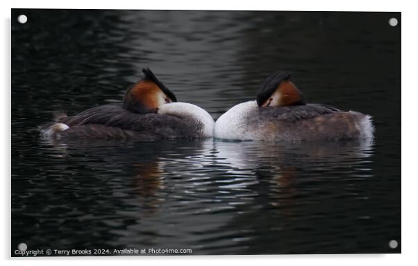 Great Crested Grebe Pair Acrylic by Terry Brooks
