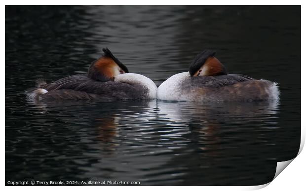 Great Crested Grebe Pair Print by Terry Brooks