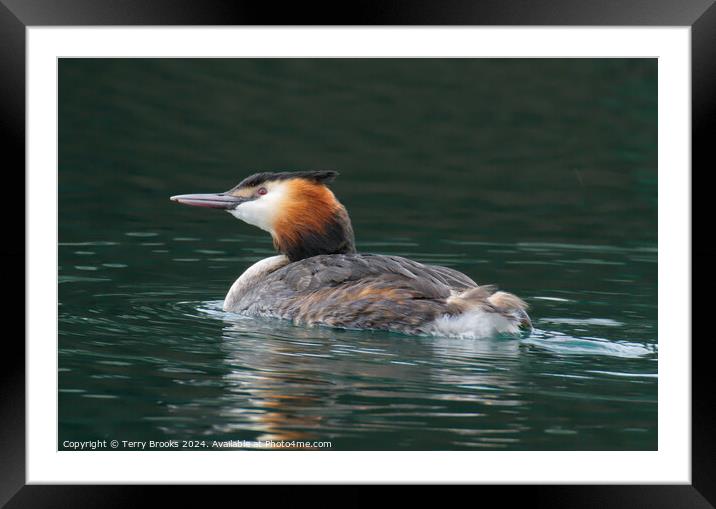Great Crested Grebe Framed Mounted Print by Terry Brooks