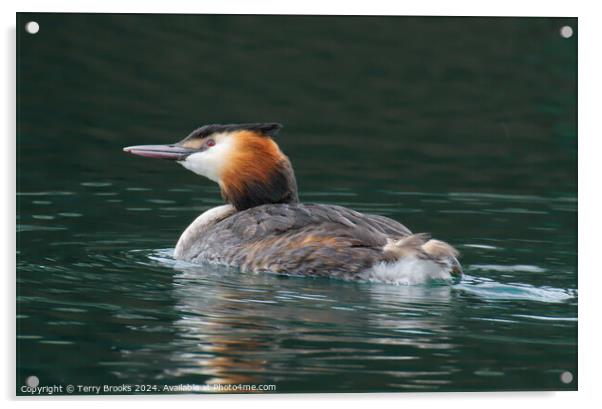 Great Crested Grebe Acrylic by Terry Brooks