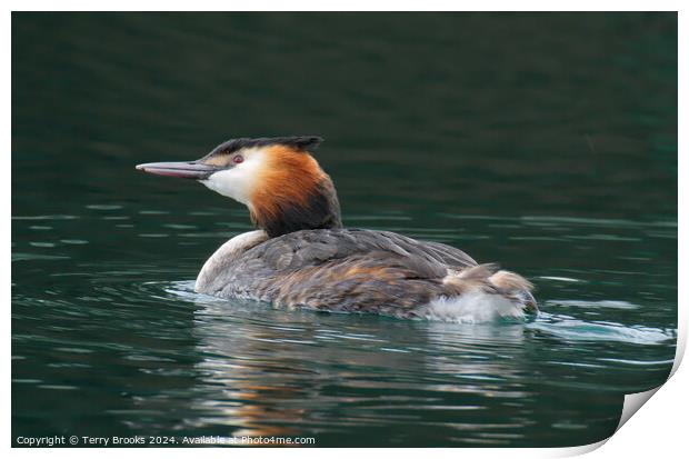 Great Crested Grebe Print by Terry Brooks