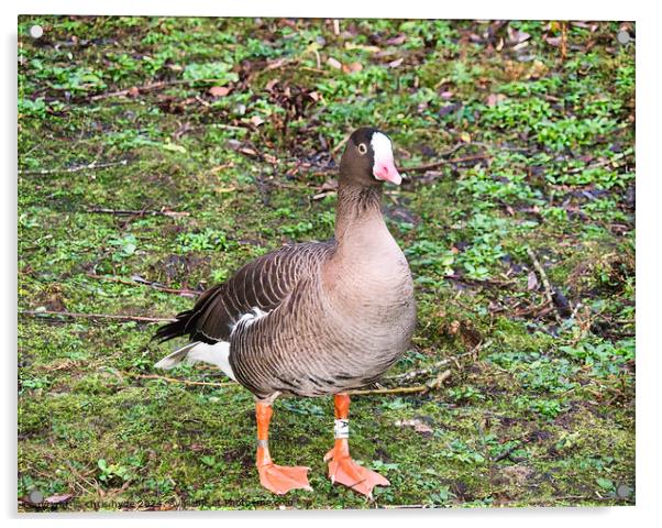 Lesser White Fronted Goose Acrylic by chris hyde
