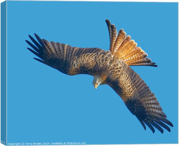 Red Kite Huntin in a Stoop Dive Canvas Print by Terry Brooks