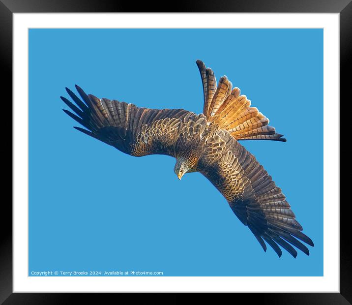 Red Kite Huntin in a Stoop Dive Framed Mounted Print by Terry Brooks