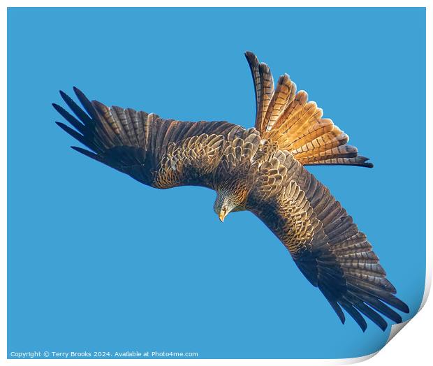 Red Kite Huntin in a Stoop Dive Print by Terry Brooks