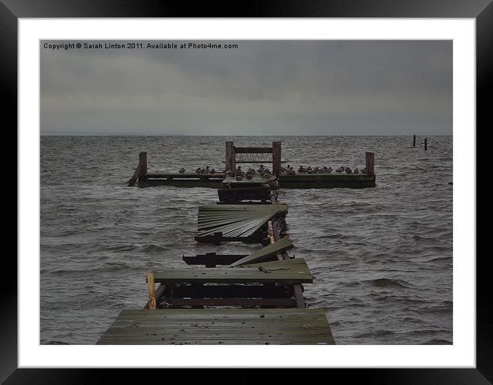 Jetty of Birds Framed Mounted Print by Sarah Osterman