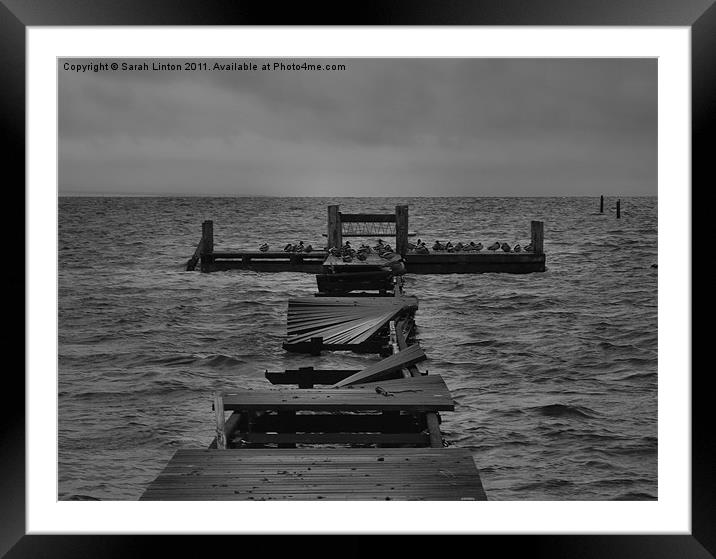 Jetty of Birds Monochrome Framed Mounted Print by Sarah Osterman