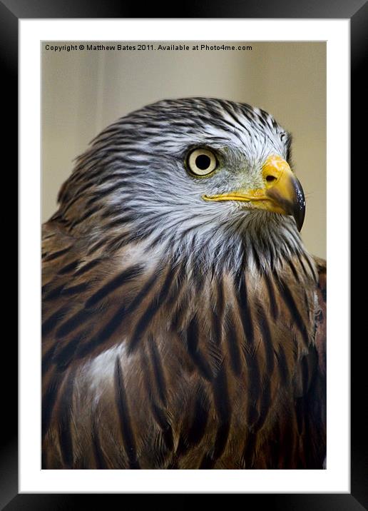 Red Kite Portrait Framed Mounted Print by Matthew Bates